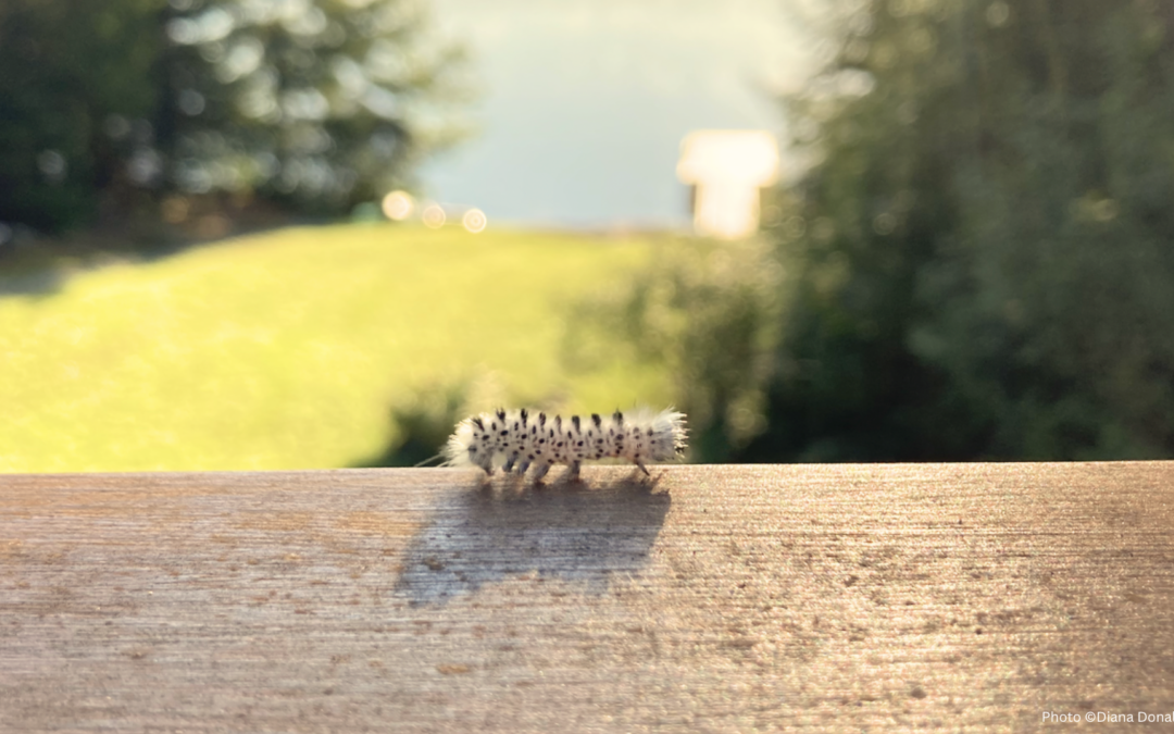 Lesson From A Caterpillar