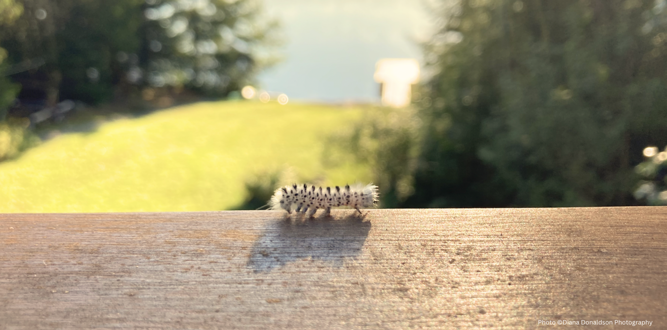 Featured image white and black caterpillar walking along a balcony above a lake